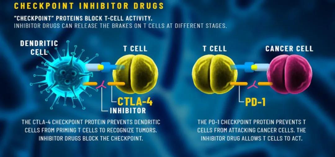 Cell：肿瘤免疫疗法会自我限制其疗效，通过激活Treg细胞，降低免疫治疗效果