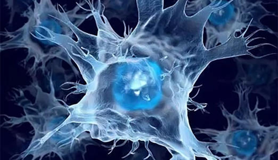 Nature：NK细胞使肿瘤进入休眠状态