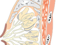 2021 CSBrS臨床實(shí)踐指南：乳腺癌患者<font color="red">BRCA1</font>/<font color="red">2</font>檢測(cè)（英文版）