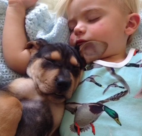 Sleep Health：与宠物共眠，儿童或将睡得更好