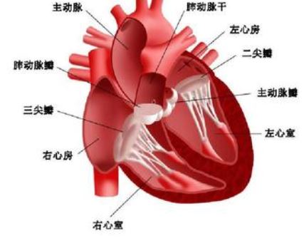 Eur Heart J：氟喹诺酮类抗生素可增加<font color="red">瓣膜</font>反流率？