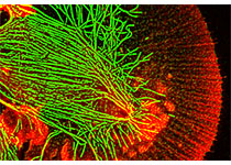 Cell：「小身体，大智慧」Cell 重磅揭示大肠杆菌染色体折叠模式及影响因素
