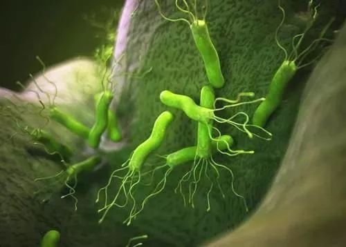 GUT: 幽门螺杆菌感染对癌症免疫疗法的疗效具有不利影响