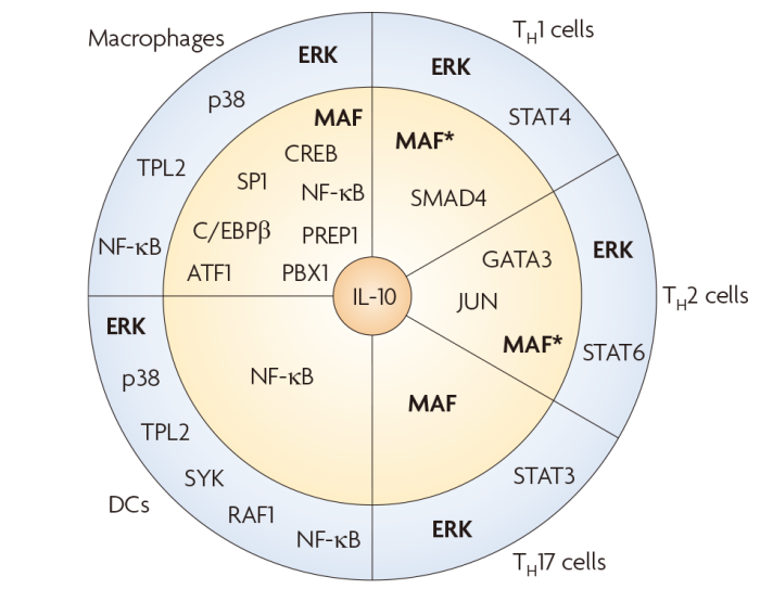 研究进展：细胞因子IL-10生物学和治疗潜力多样性详解