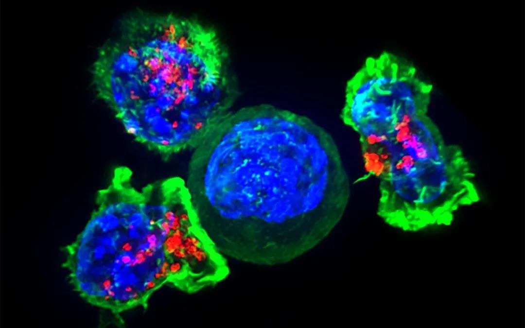 Dev Cell：周俊等解析肿瘤微环境对肿瘤生长的影响