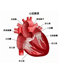 Circulation：蛋白<font color="red">转录</font>组学揭示了(非)衰竭心脏窦房结的不同纤维化特征