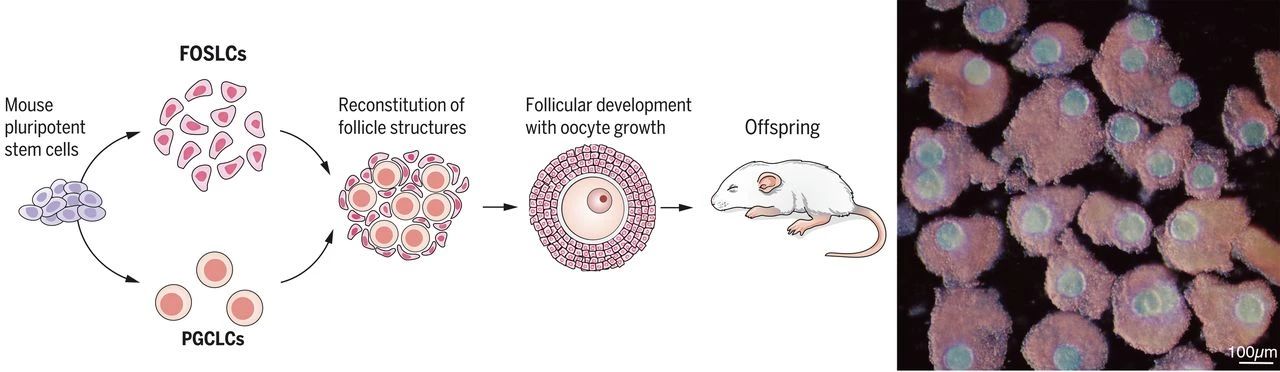 Science：继“人造精子”“人造卵子”后，日本科学家在体外成功构建<font color="red">卵泡</font>及卵母细胞