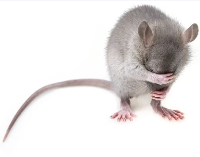 Molecular Psychiatry：在小鼠中，科学家成功逆转与年龄相关的记忆丧失！