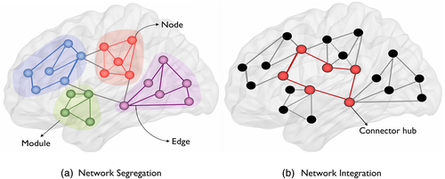 HUMAN BRAIN MAPPING:基于脑电图和DTI的<font color="red">FC</font>、结构连接测量有助于对创伤性脑损伤姿势控制机制的研究