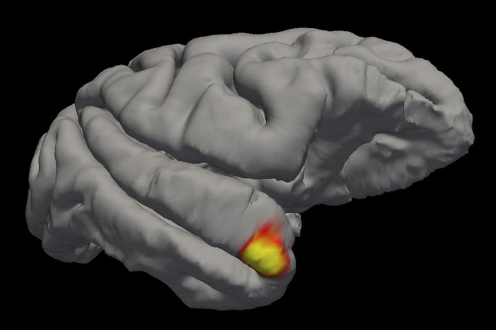 Science:科学家在大脑中发现了<font color="red">一</font>类新<font color="red">的</font>记忆细胞
