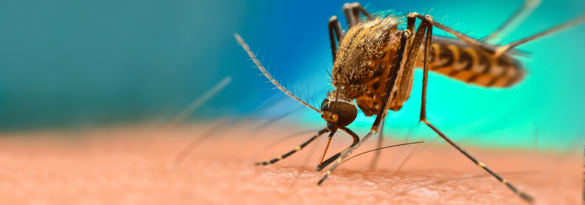 《柳叶刀》子刊：本世纪末，疟疾和登革热预计将影响超80亿人