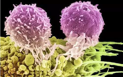 Leukemia：CXCR4的过度激活驱动慢性淋巴细胞白血病的发生发展