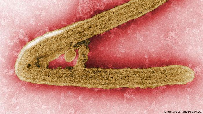 埃博拉疫情之后<font color="red">几内亚</font>出现高度致命疾病马尔堡病毒病，世卫组织提供支持