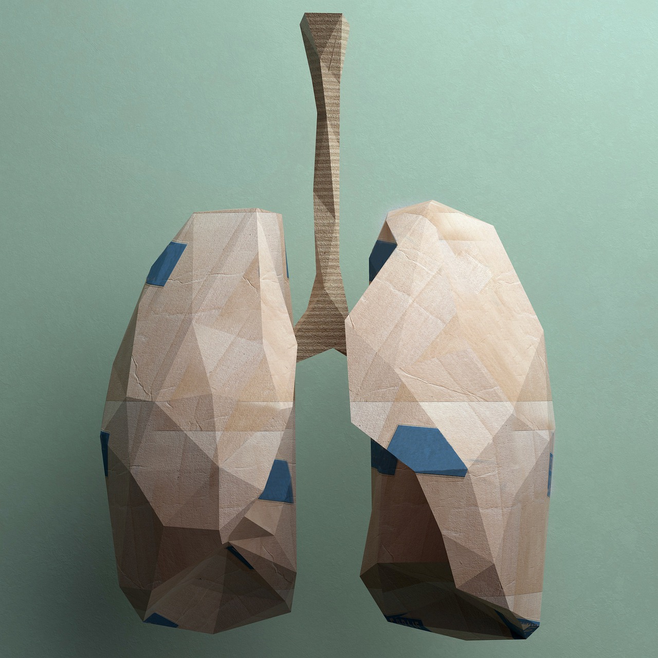 气管支气管分支异常丨基于肺叶的分类方案