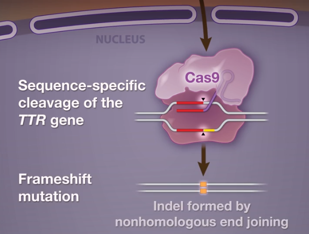 NEJM：CRISPR-Cas9体内基因编辑治疗转<font color="red">甲状腺素</font><font color="red">蛋白</font>淀粉样变性