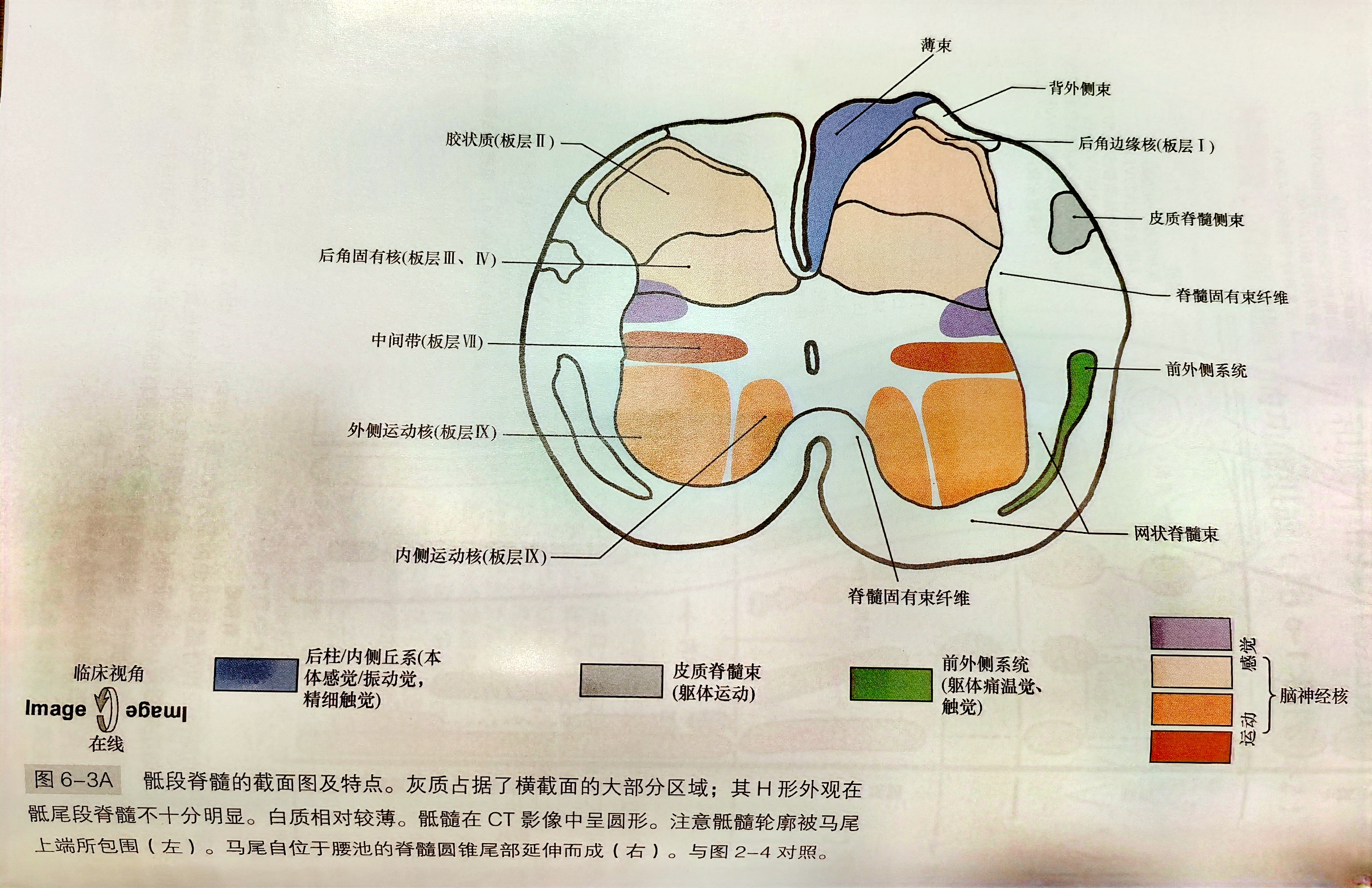 脊髓结构及CT和MRI表现
