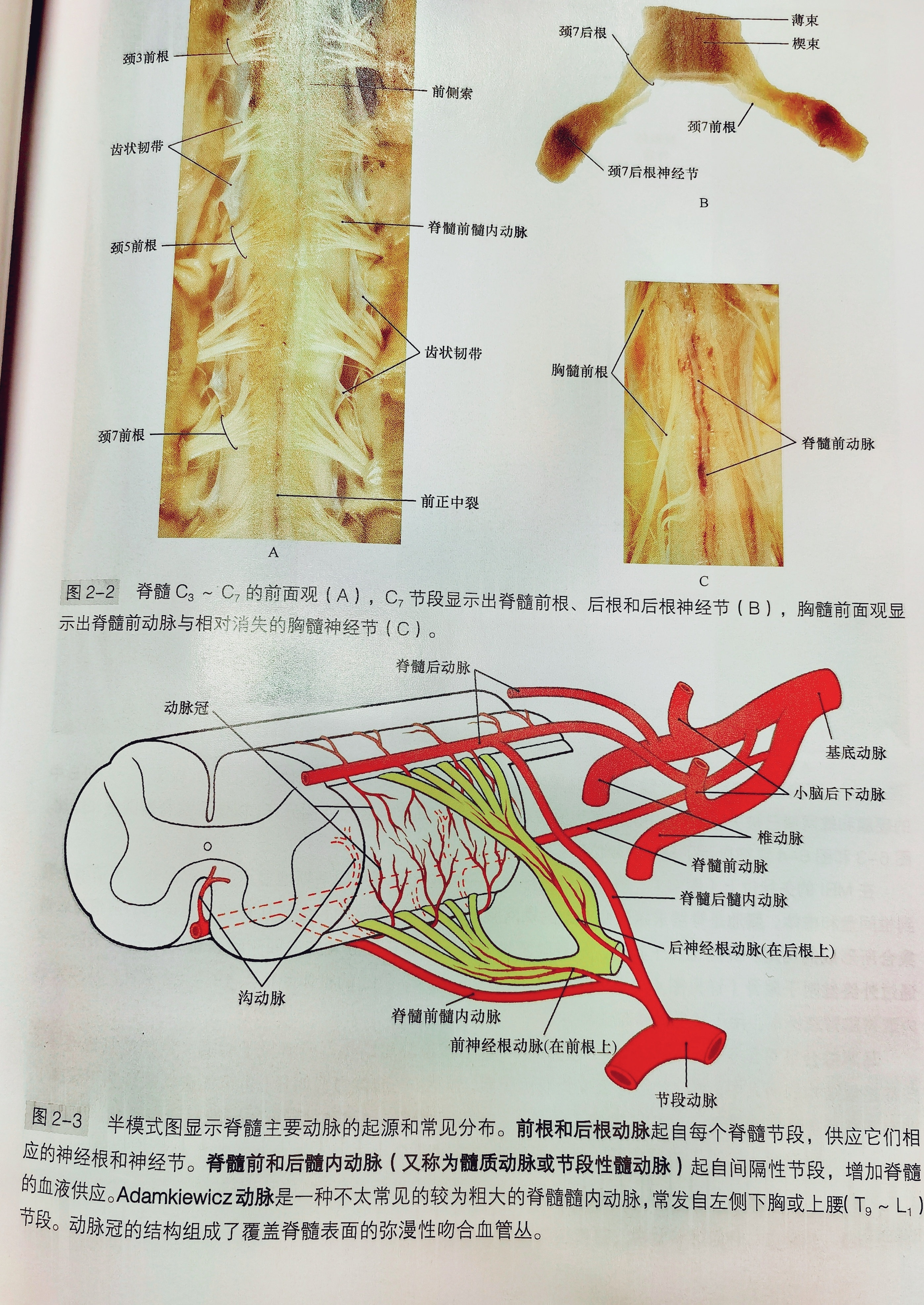 脊髓侧索解剖图片