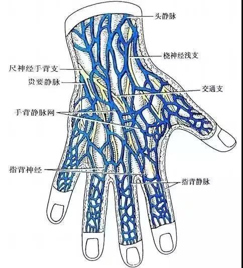 手背静脉解剖图图片