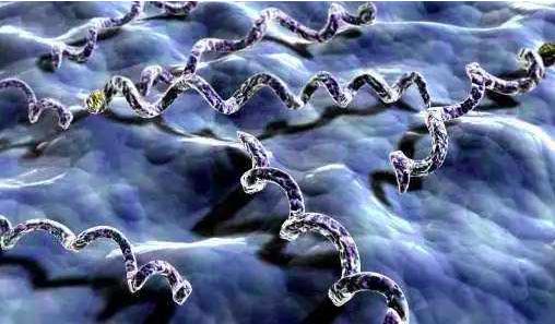 Clin Infect Dis :梅毒诊断的新标本：唾液中梅毒螺旋体DNA高负荷的证据