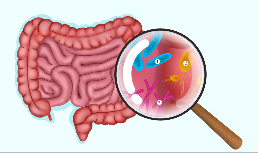 自身免疫和<font color="red">炎症性疾病</font>与肠道微生物的关系研究