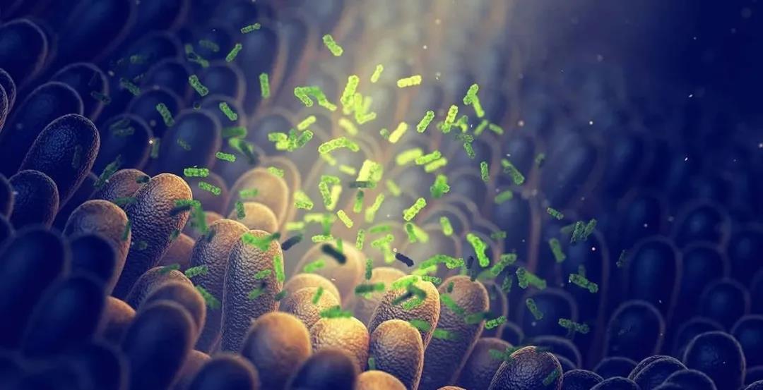 Cell Host ＆ Microbe：这种肠道细菌促进结肠息肉癌变，可作为癌症预测指标