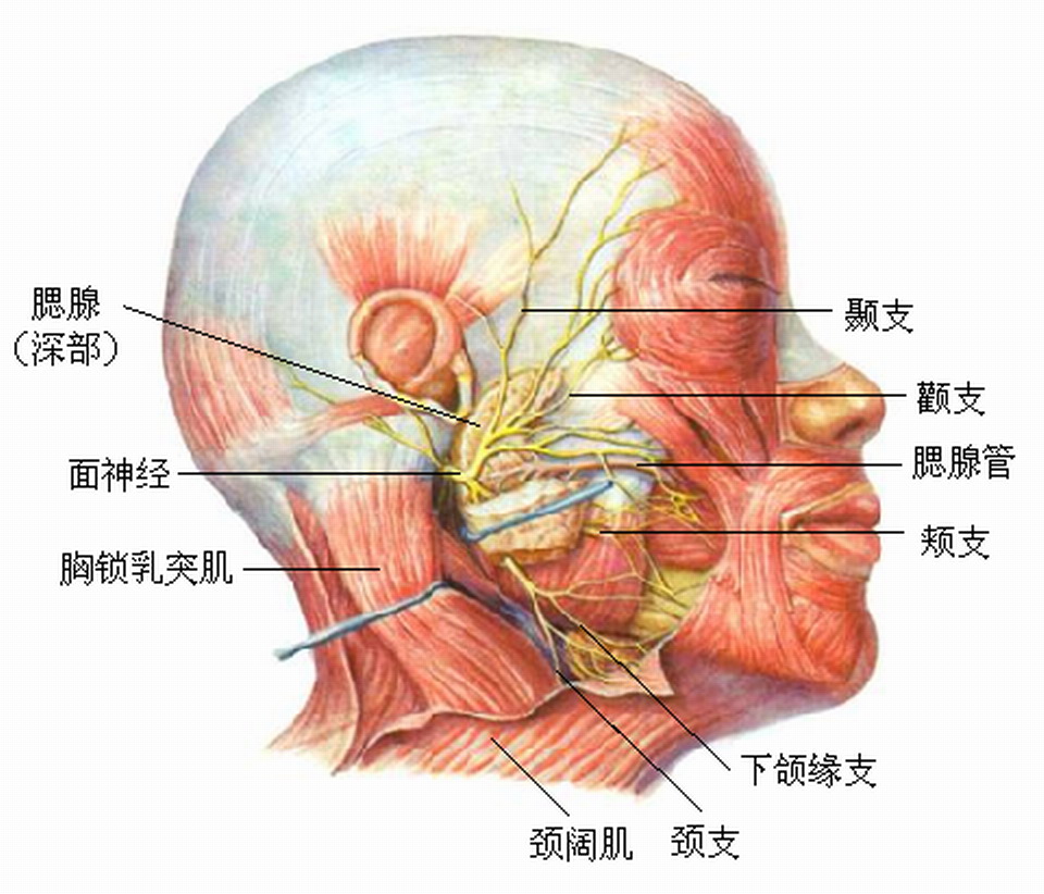 面神经分支及支配肌肉图片
