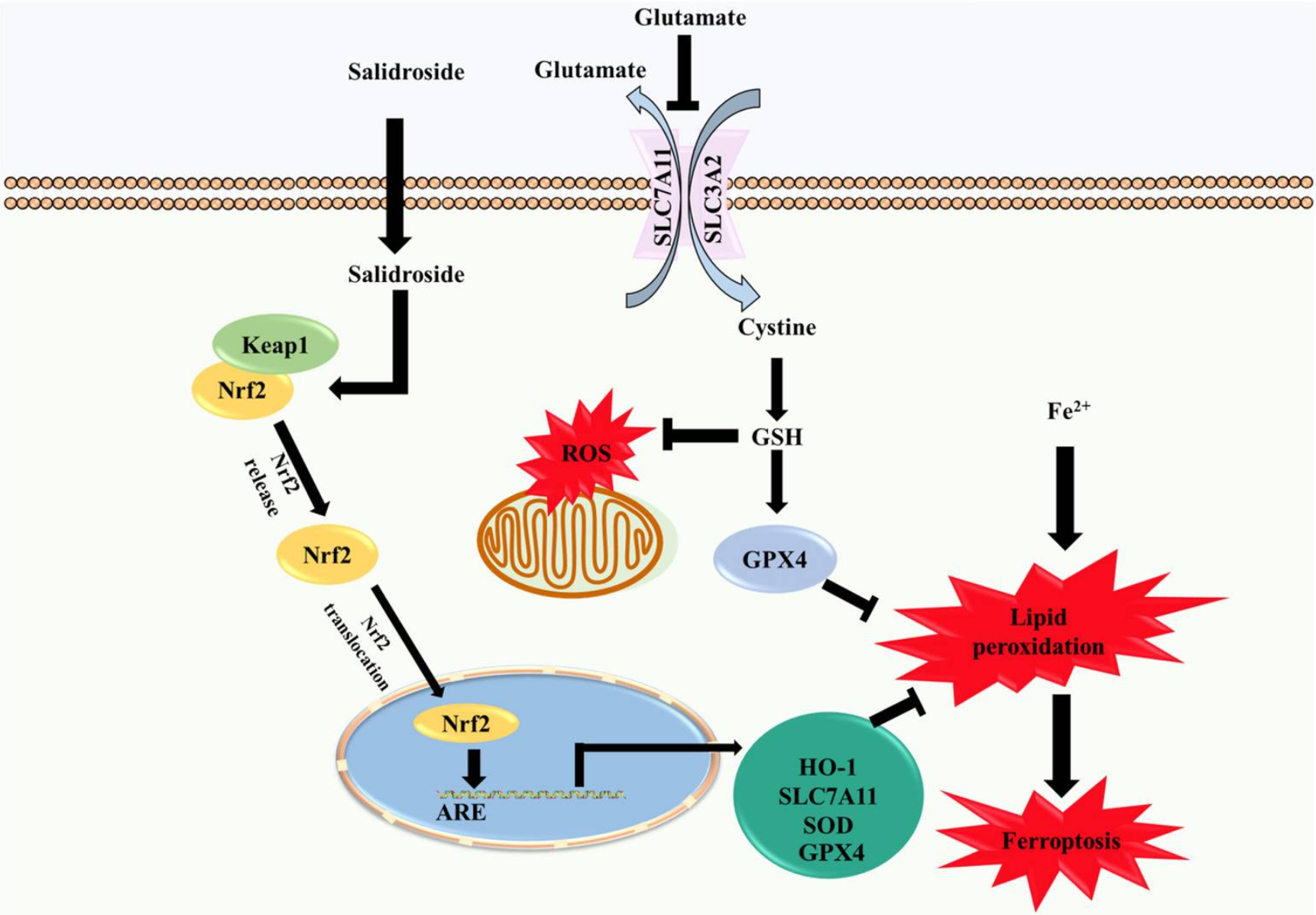 Chin Med：红景天苷可以减轻阿尔茨海默病神经元铁死亡