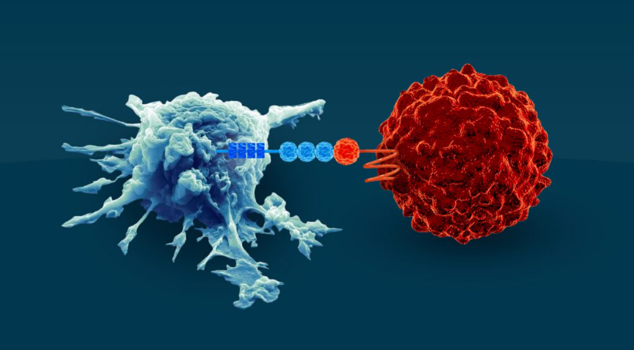 Nature Communications：浙大叶招明团队揭示化疗导致肿瘤免疫逃逸的机制