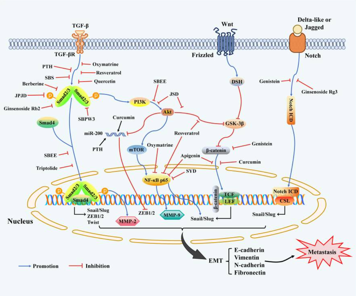 分子靶点和机制：中药有效逆转结直肠癌上皮-间质转化诱导的转移