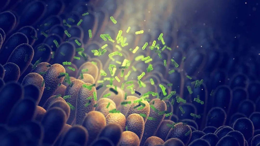 Cell重大突破：西湖大学蔡尚团队首次证实细菌是乳腺癌转移的重要帮凶