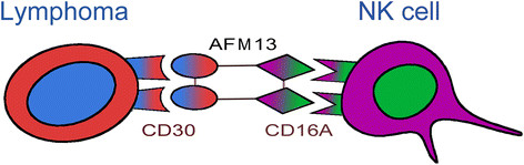 AACR 2022：NK<font color="red">细胞</font>及双特异性抗体<font color="red">AFM13</font>复合物持续诱导淋巴瘤缓解