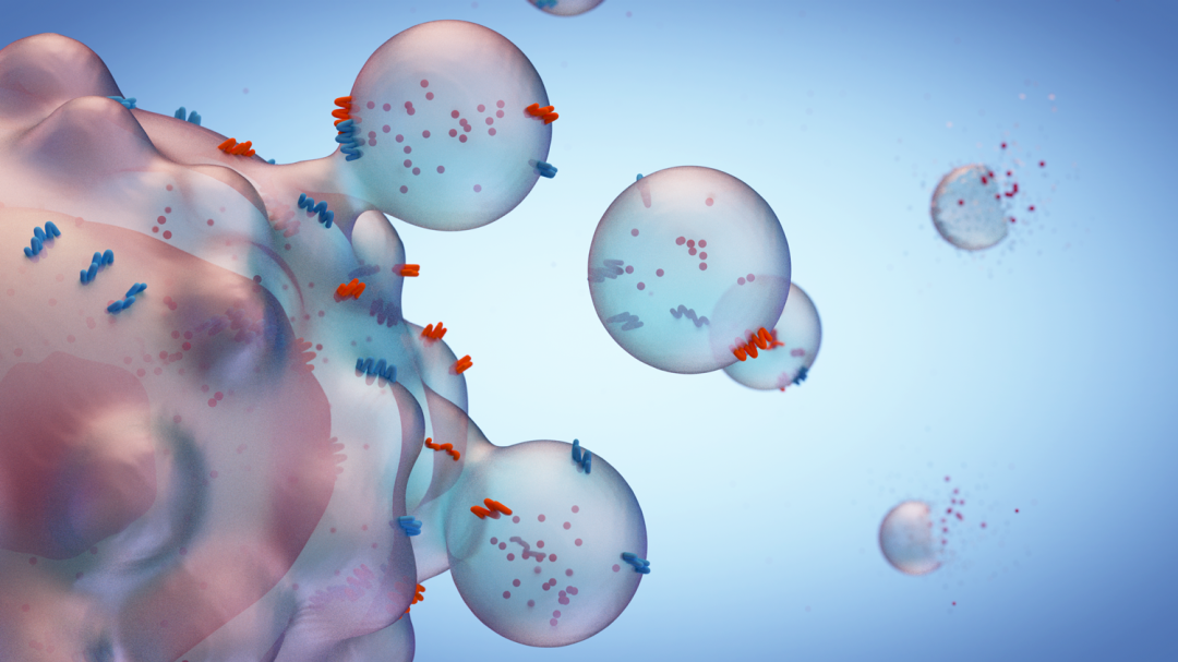 Nature Nanotechnology：厦门大学刘刚团队开发新型纳米囊泡疫苗平台，可介导超强抗肿瘤免疫<font color="red">活性</font>