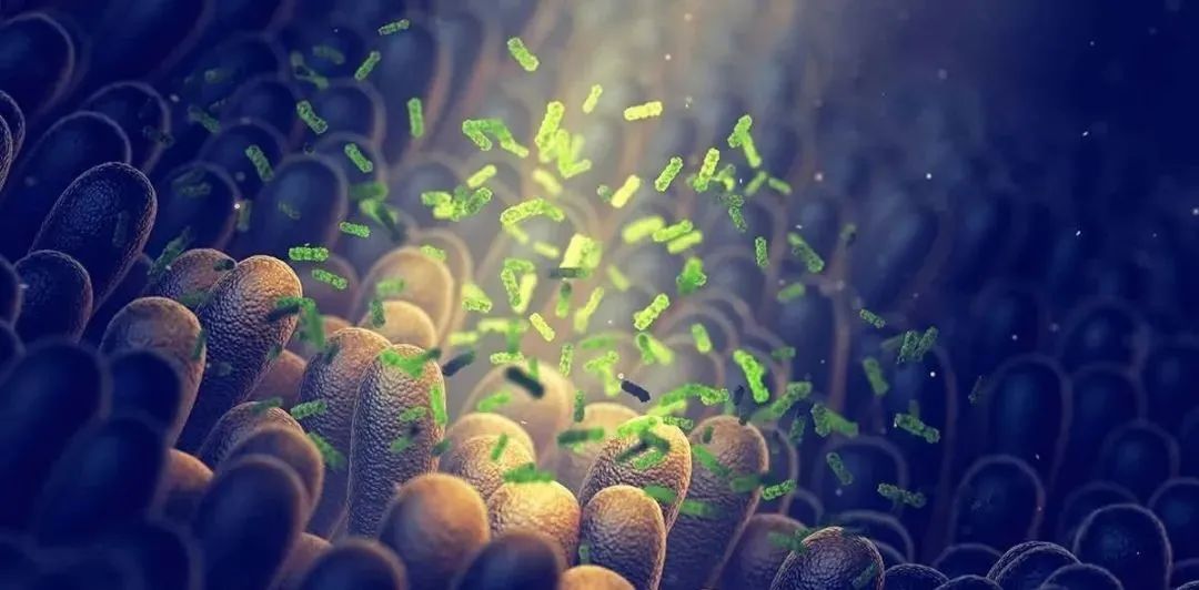 Nature Metabolism：肠道细菌通过代谢物甲酸盐促进结直肠癌进展