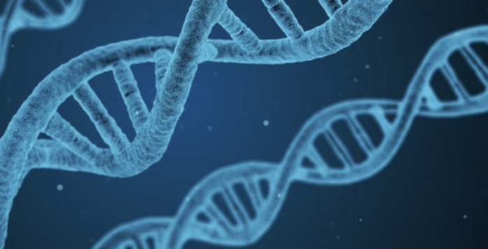 细胞<font color="red">基因组</font>中的一些DNA环并不长期持续存在