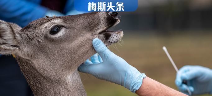 154只野生白尾鹿身上检测到变异的新冠病毒，恐再感染人类？