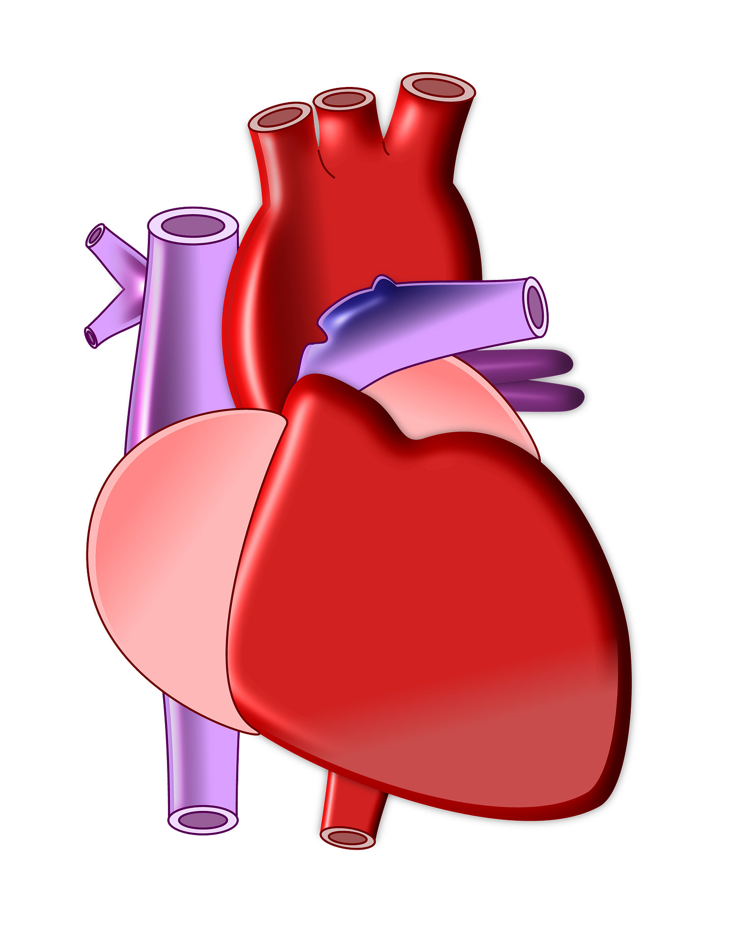 2022 SFAR指南：体外循环或非体外循环下心脏手术促进术后恢复