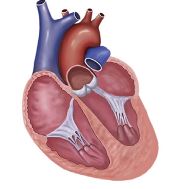 JAMA Cardiol：与肥厚型心肌病易感性相关的罕见和常见遗传变异