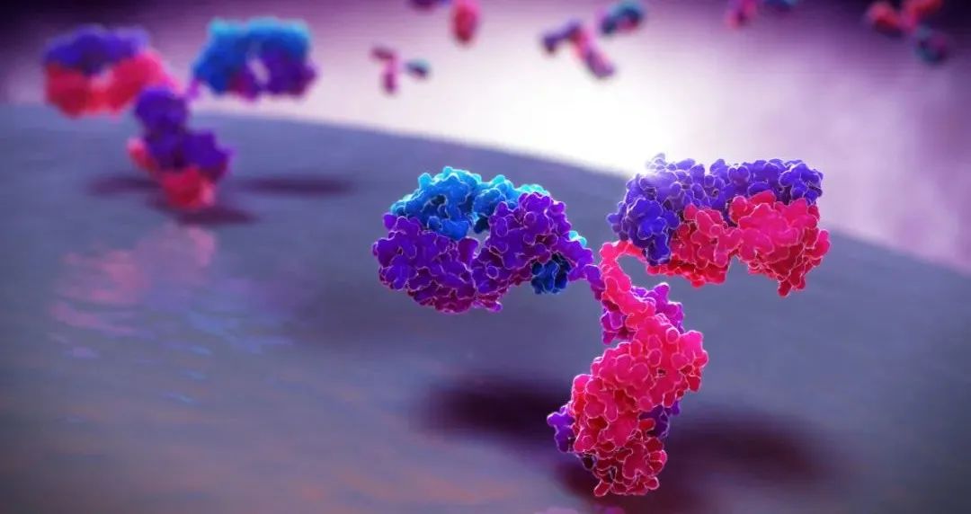 Science Advances：用癌症患者自身抗体生成双抗，用于清除肿瘤