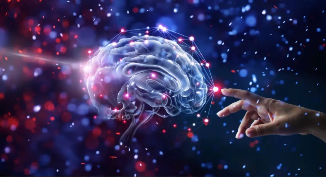 Nat Neurosci：清华大学时松海团队揭示乳酸代谢调控大脑新皮层发育的关键机制