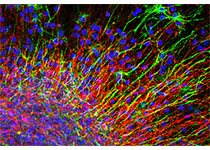 Nature Neuroscience：清华大学时松海团队揭示细胞代谢方式及相关产物调控大脑新皮层发育的关键作用机制