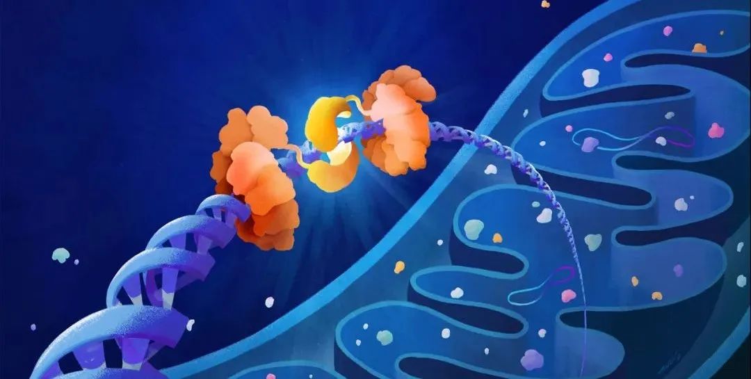 Nature：首次证实，线粒体中的tRNA修饰，促进癌症转移扩散