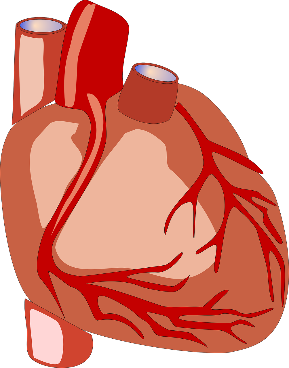 <font color="red">3</font>D心脏解剖，看看心脏到底长啥样？