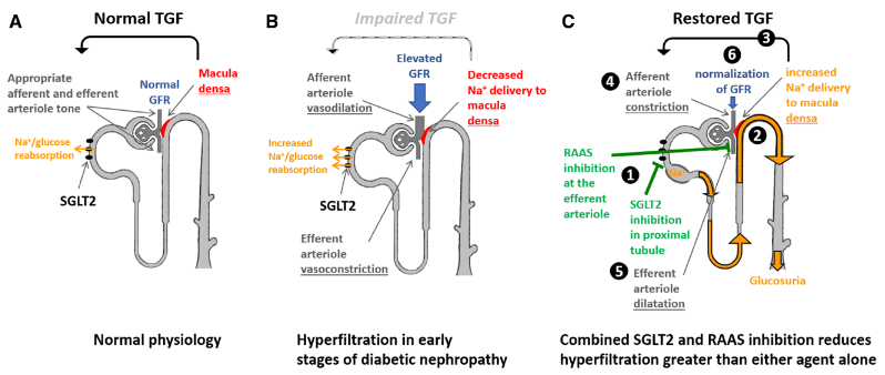 循环:SGLT2和血管紧张素转换酶抑制剂联合治疗对肾脏和血管的影响
