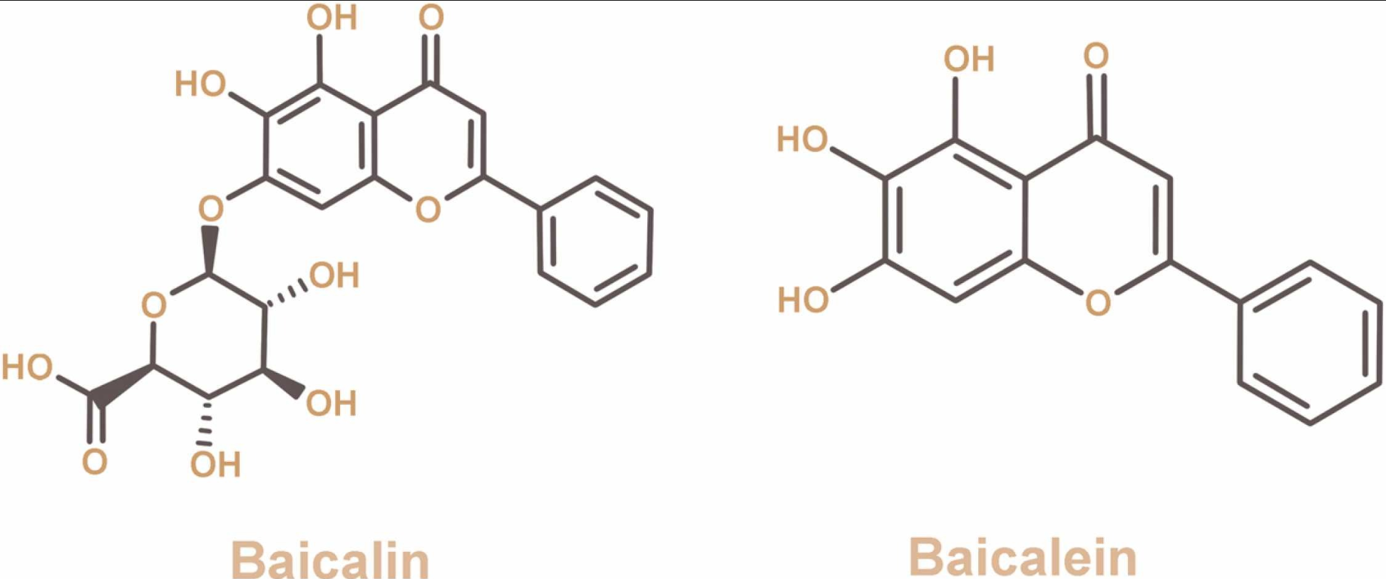 Biomed Pharmacother：黄芩<font color="red">苷</font>和黄芩<font color="red">素</font>对肺动脉高压的作用机制和治疗前景