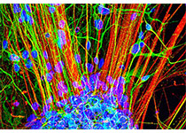 科学家揭示中脑多巴胺能神经元调控体液平衡的神经<font color="red">环路</font>