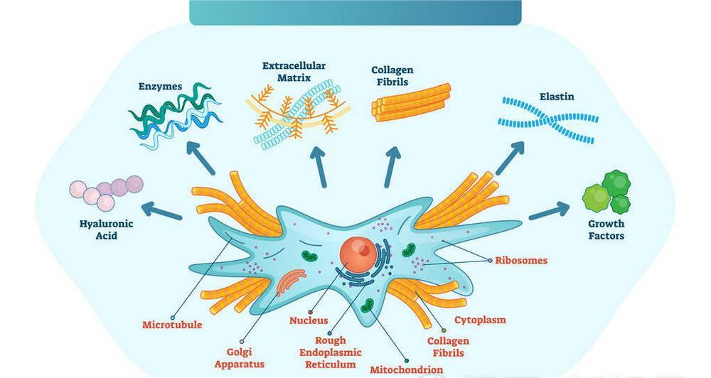 Rheumatology：可溶性<font color="red">鸟</font><font color="red">苷</font>酸环化酶刺激促进血管生成并钝化系统性硬化内皮细胞的肌成纤维细胞样特征
