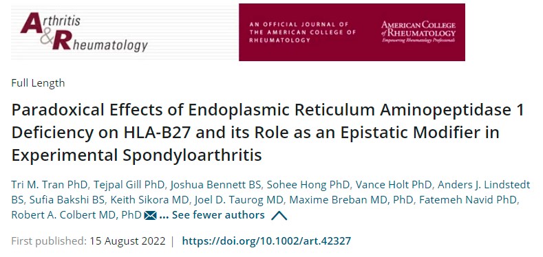 ARD：内质网氨肽酶 1 缺乏对 HLA-B27 的矛盾效应及其在实验性脊柱关节炎中作为上位调节剂的作用