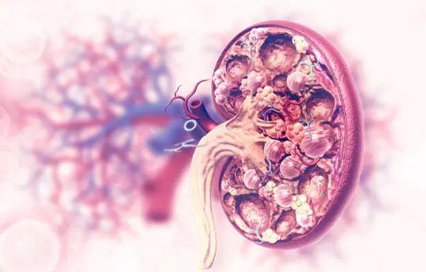 Kidney Int：在标准治疗中加入贝利单抗可以降低狼疮肾炎发作和eGFR下降的风险