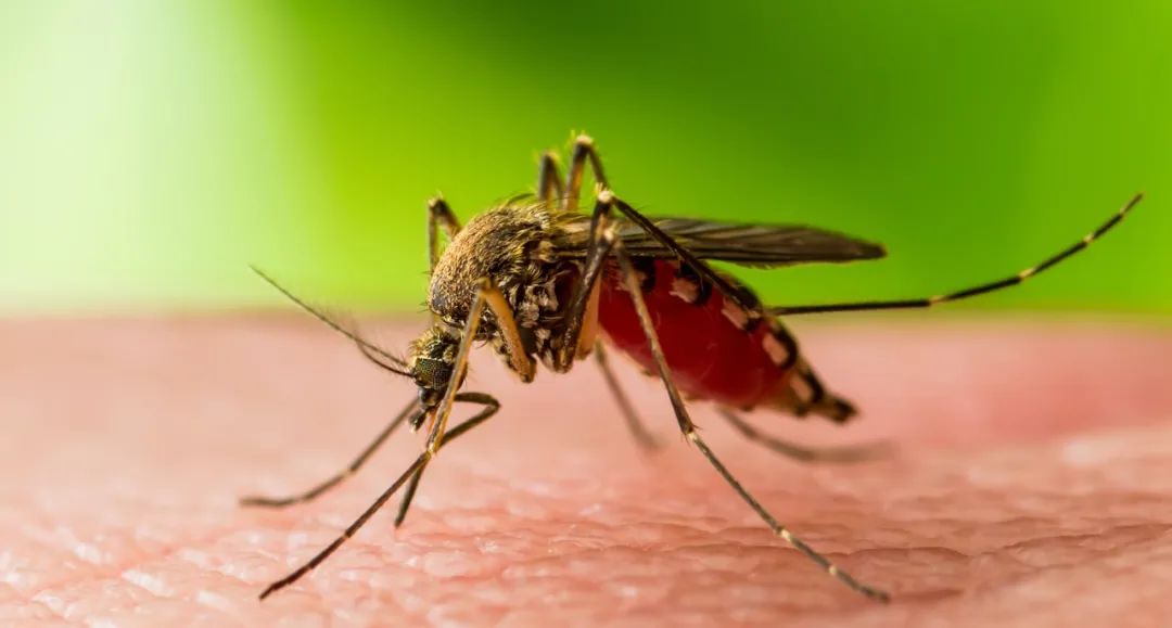 Science子刊：让蚊子化身注射器，叮咬手臂几百次，接种疟疾疫苗