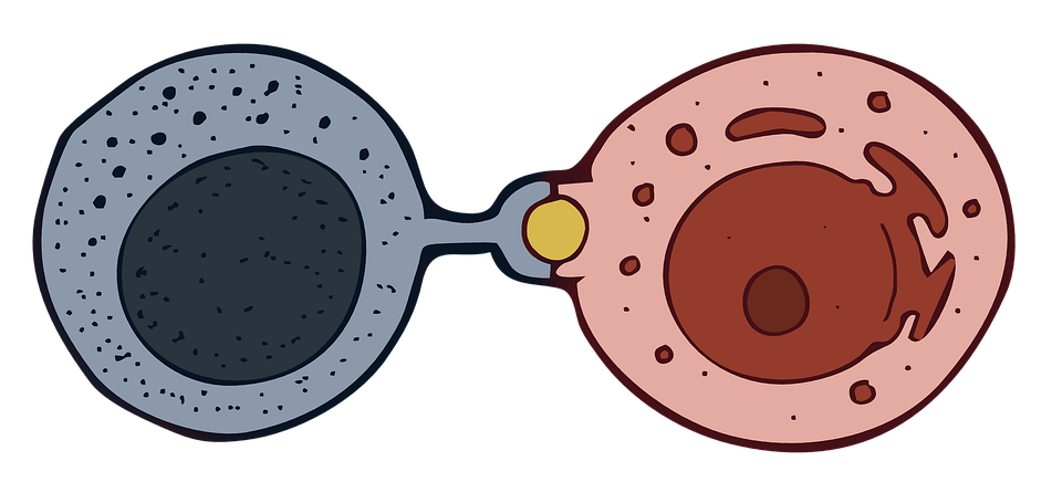 【Cell】T细胞受体结构图像，揭秘T细胞受体作用机制！